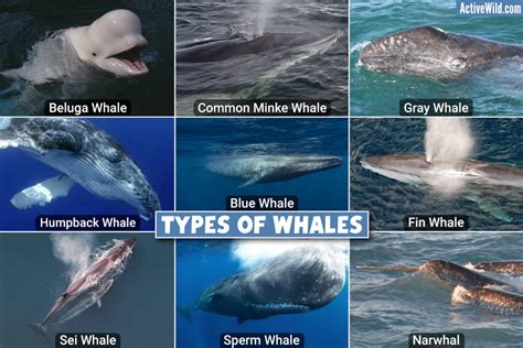 Whales - WorldAtlas - muktibox.com