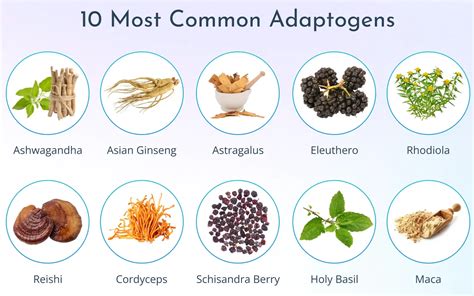 What are Adaptogens & Types - Cleveland Clinic - balustradellc