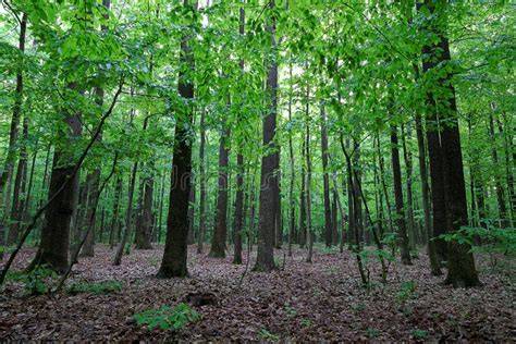 What Are Moist Deciduous Forest - raincitystudios.com