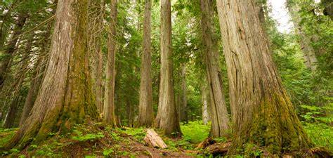 What Are Old-Growth Forests and Why Are … - raincitystudios.com