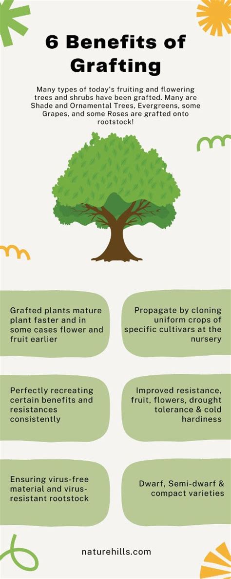 What Are The Benefits Of Grafting Plants - raincitystudios.com