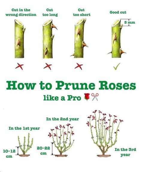 What are the best methods for propagating roses (Rosa) from cuttings ... - raincitystudios.com