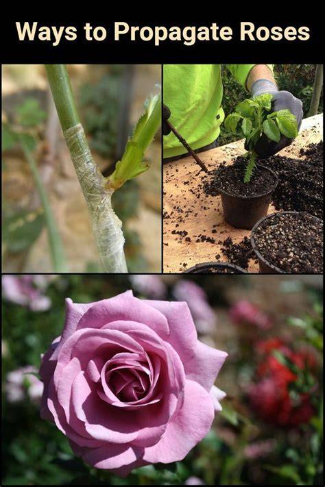 What are the best methods to safely propagate roses... - raincitystudios.com