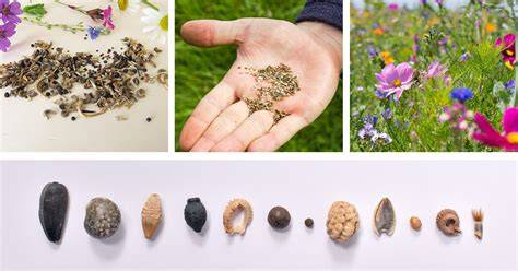 What are the best practices for harvesting native wildflower seeds for ... - raincitystudios.com