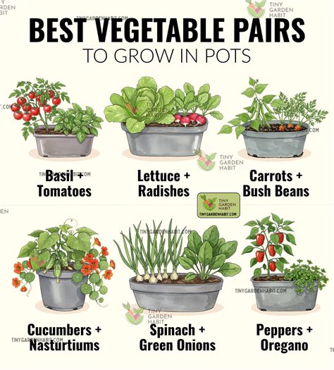 WHAT ARE THE BEST VEGETABLE PAIRS TO GROW IN … - balustradellc