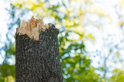 What Are The Challenges Faced in Timber Extraction - raincitystudios.com