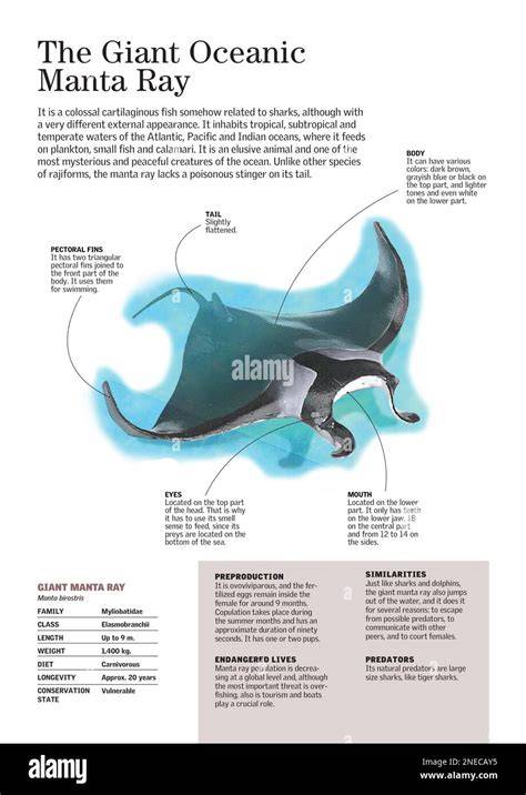What Are The Characteristics Of An Oceanic Type Of … - raincitystudios.com