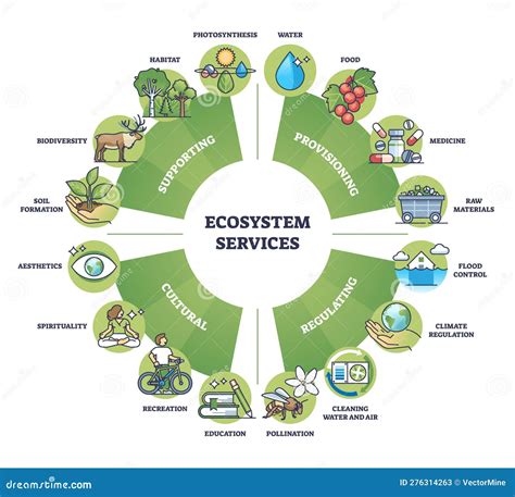 What Are The Ecological Services Of Trees - raincitystudios.com