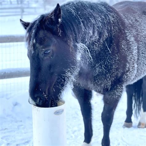 What automatic waterer do you like for climates that freeze in winter - balustradellc