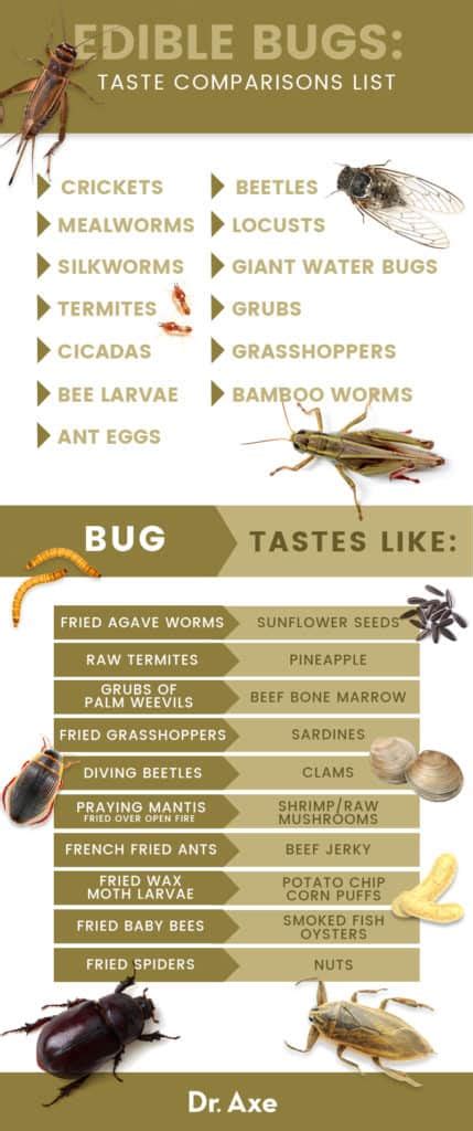 What Bugs Can You Eat: Edible Bug Types Explained - balustradellc