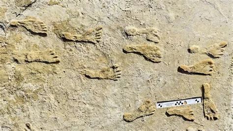 What Can Fossilized Footprints Reveal About … - wintechmobiles.com