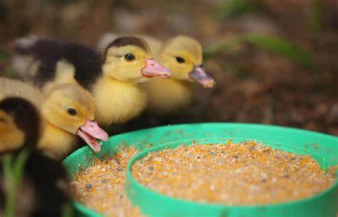 What Do Baby Ducks Eat - Ultimate List - raincitystudios.com