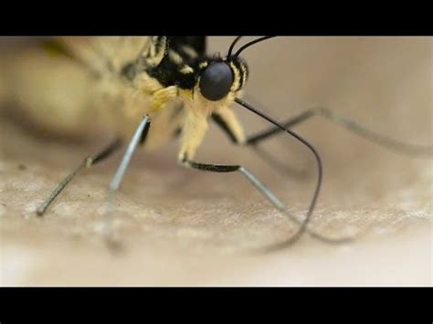 What Does Proboscis Mean In Science - muktibox.com