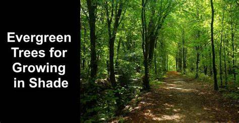 What Evergreen Trees Grow Well In Shade - raincitystudios.com