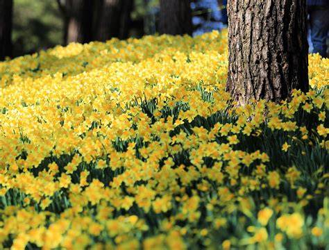 What Flowers Grow In Pine Forests - raincitystudios.com