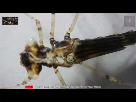 What Insects Have A Naiad Stage - muktibox.com