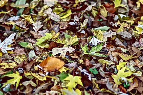 What is: Leaf Litter - raincitystudios.com