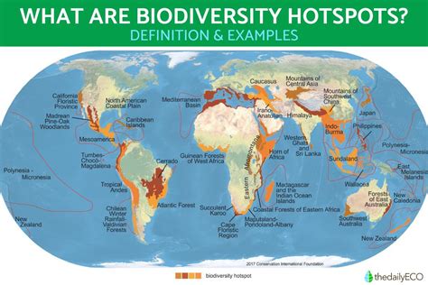 What Is A Biodiversity Hotspot Explained - Green Packs - raincitystudios.com