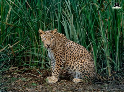 What Is A Leopards Habitat - muktibox.com
