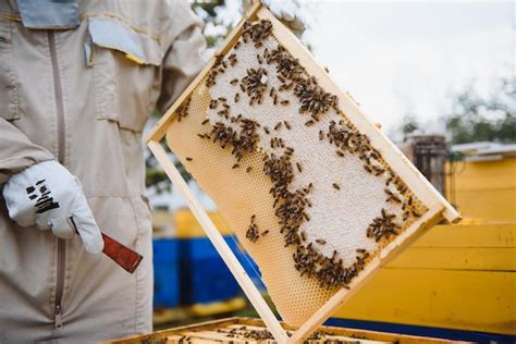 What is Apiculture - Importance, Methods & Benefits - muktibox.com