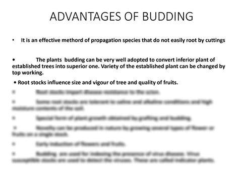 What Is Budding, Its Advantages and Basic Procedures - raincitystudios.com