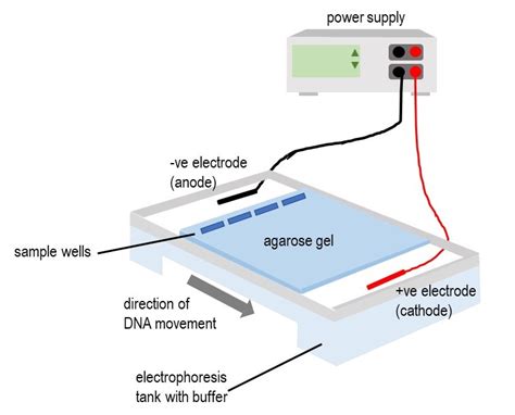 What Is DNA Electrophoresis & How Does It Work? - wintechmobiles.com
