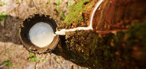 What is Farmed Rubberwood & Why is it Sustainable? - raincitystudios.com