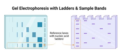 What is Gel Electrophoresis - Online Tutorials Library - wintechmobiles.com