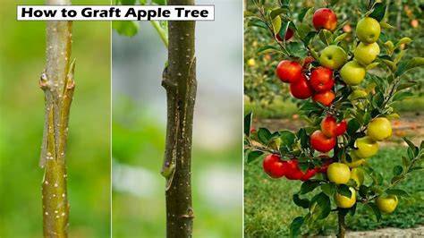 What is Grafting Fruit Trees and How to Successfully Grow Delicious ... - raincitystudios.com