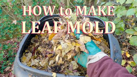 What is Leaf Mold and How to Make It - Lawn Love - raincitystudios.com