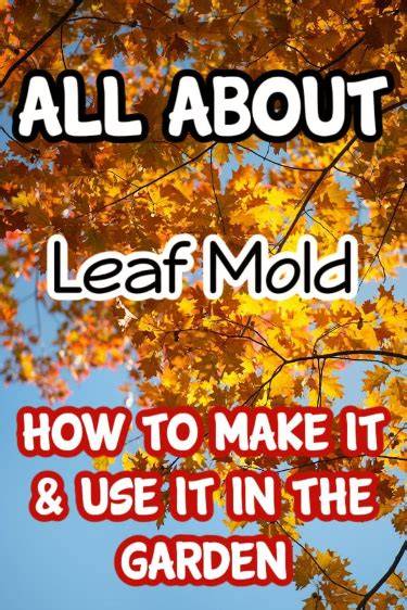 What is Leaf Mold and How to Use It in Gardening - raincitystudios.com