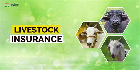 What is Livestock Insurance & Its Types - balustradellc