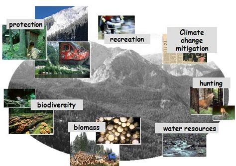 What Is Multiple-Use Management in Forestry and … - balustradellc