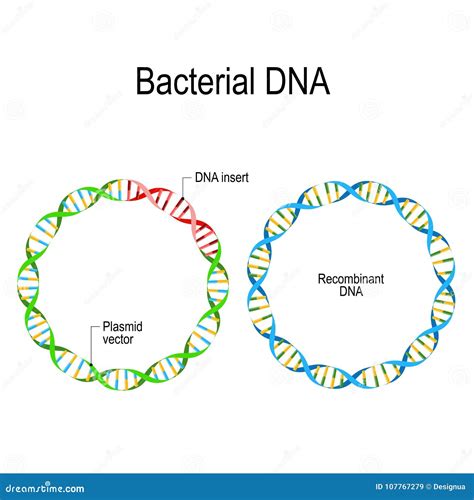 What Is Plasmid Dna In Bacteria - muktibox.com
