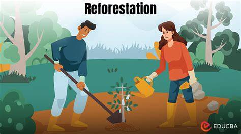 What Is Reforestation & Why Is It So Important? | New … - raincitystudios.com