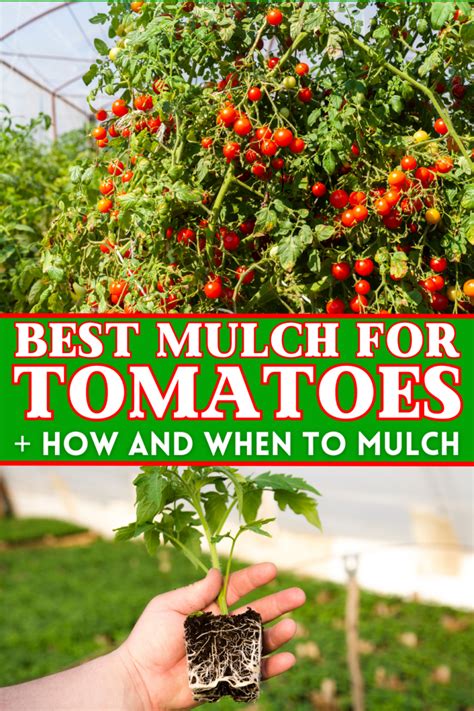 What is the Best Mulch for Tomatoes + How and When … - balustradellc