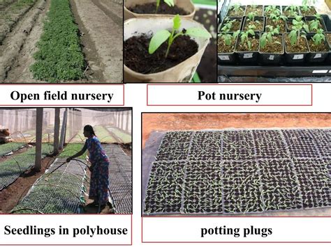 What is the best seed technology and nursery practices for ... - raincitystudios.com