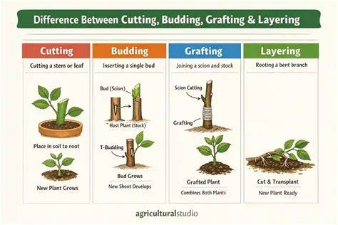 What is the Difference Between Budding and Grafting - raincitystudios.com