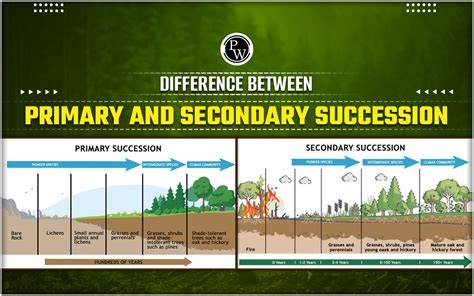 What Is the Difference Between Primary and Secondary Succession ... - raincitystudios.com