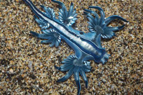 What Is The Ecosystem For Glaucus Atlanticus - raincitystudios.com