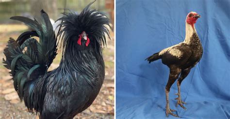 What Is The Rarest Chicken Breed - Grow Chicken - balustradellc