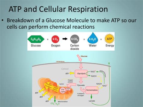 What Is The Role Of Atp In Cellular Respiration - muktibox.com