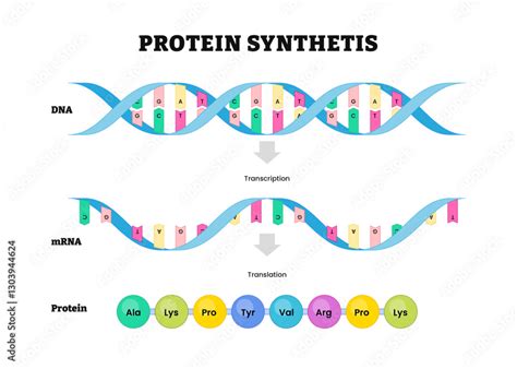 What Is Transcription and Translation in Protein Synthesis ... - muktibox.com