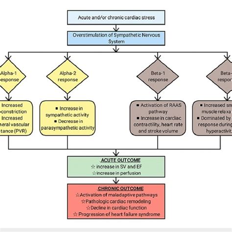 What manifestation results from sympathetic stimulation in response to ... - muktibox.com