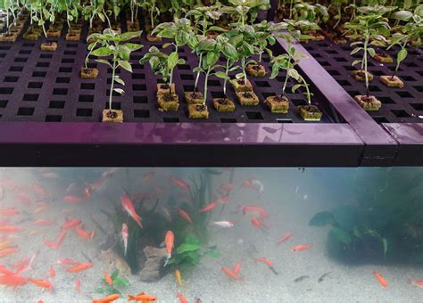 What Plants Grow Best in Aquaponics - Aquaponics For Beginners - raincitystudios.com