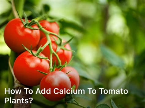 What Plants Like Calcium and How to Add It - ScienceInsights - raincitystudios.com