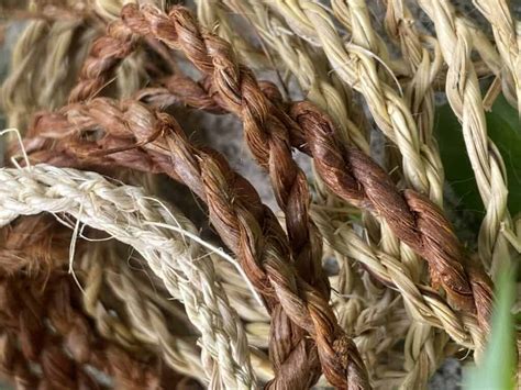 What Plants Make Good Cordage - balustradellc