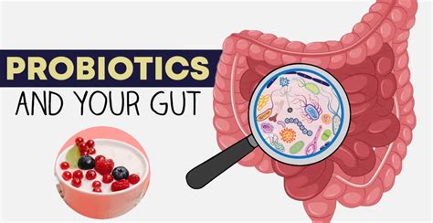 What probiotics do for your gut and beyond - USA TODAY - balustradellc