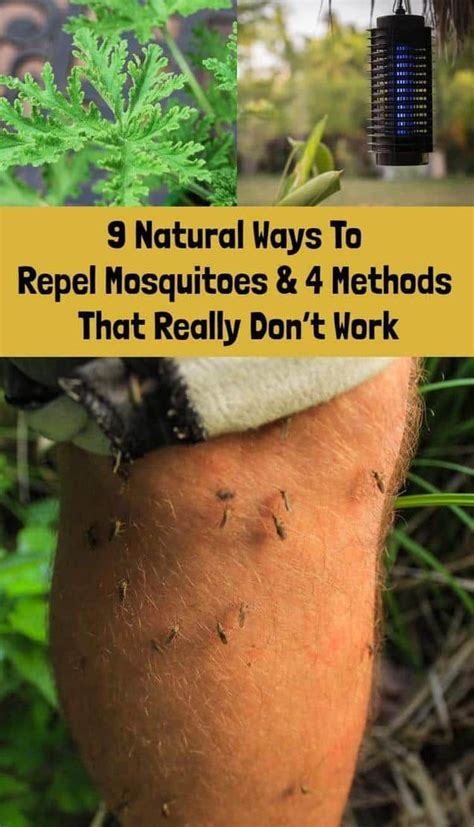 What Really Works To Get Rid Of Mosquitoes (& Why … - balustradellc