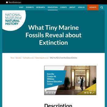 What Tiny Marine Fossils Reveal about Extinction - raincitystudios.com